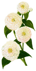 Loose Abstract Watercolor of Pastel Cream Zinnia