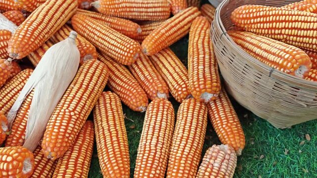 Sweet corn on the cob kernels peeled and various corn seeds.