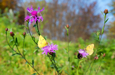 two butterflies, Colias hyale, on purple star thistle flowers