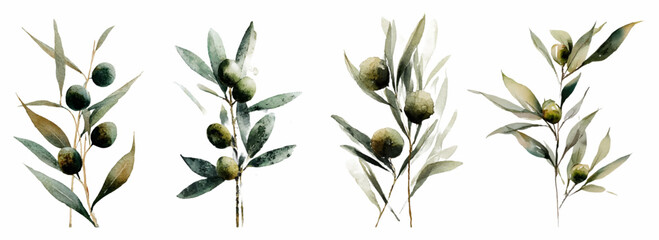 Watercolor olive branch illustration with green leaves and fruit. Mediterranean botanical set featuring realistic tree sprigs, vintage floral elements, and organic design on white background. © Narin