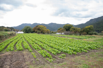 日本のノスタルジックな田舎風景