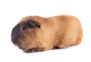 guinea pig in studio