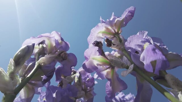 Bottom-up view of iris flowers swaying in the breeze against a blue sky on a sunny day backlit by the sun, close-up.
