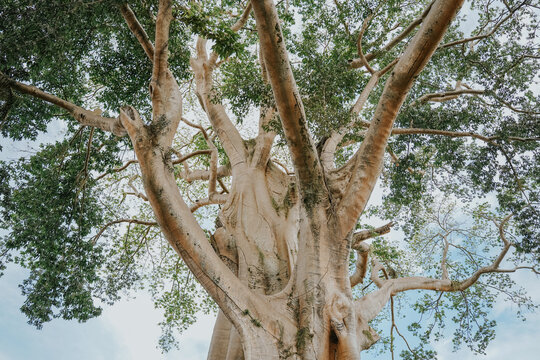 Giant 700-Year-Old Kayu Putih Ancient Tree in Bayan, Bali