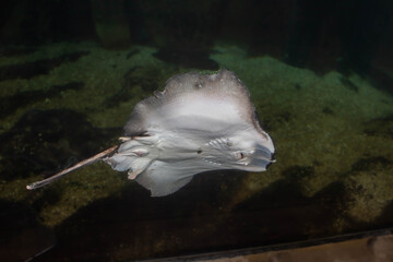 Raie pastenague observée de face dans un aquarium © Katy