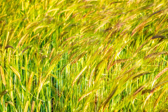 Barley crops swaying in summer sunlight in East Lothian, Scotland
