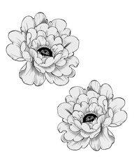 Wildflower peony flower in a style isolated. Full name of the plant: peony. wildflower for background, texture, wrapper pattern, frame or border.