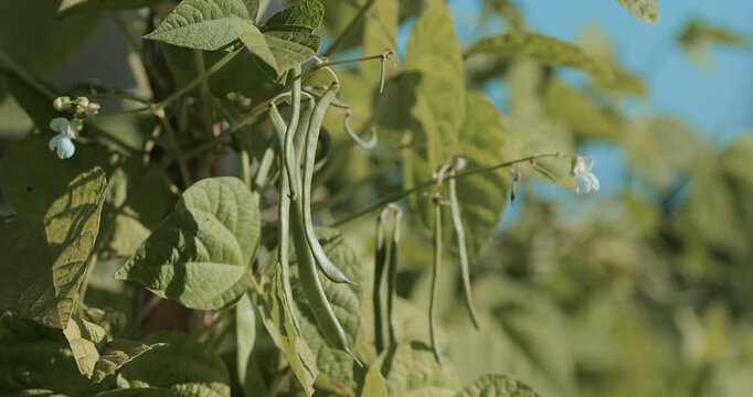 Young green bean pods on a bush growing on a farm. Phaseolus vulgaris development from flower to fruit in a garden, organic legumes cultivation, eco products under open sky, healthy food concept.