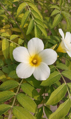 Fototapeta premium frangipani flower in the garden