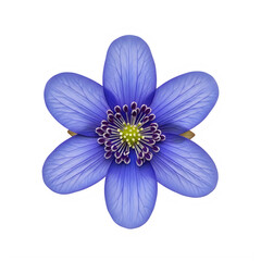 A vibrant blue anemone flower is centrally positioned against a clean transparent background