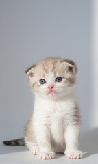 Obraz premium white persian cat