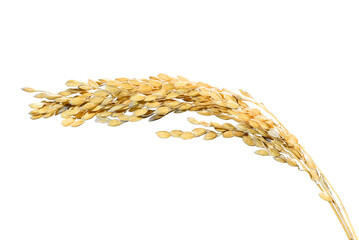 【切抜き済】黄金色の稲穂。収穫の象徴。フォーカススタックによる高精細透過素材