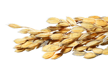 黄金色の米：マクロ撮影による緻密なディテール。広告・テクスチャ用高精細透過素材