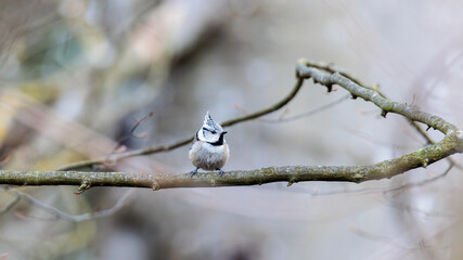 Crested Tit Perched on Tree Branch in Woodland © were
