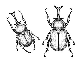 Horned rhinoceros beetle engraving illustration bold insect tattoo