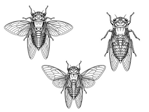 Cicada top view engraving illustration vintage insect art