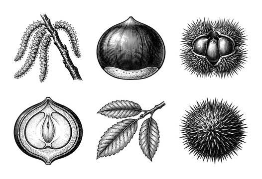 Vintage botanical engraving of chestnut tree elements including fruit nuts husks catkins and serrated leaves in detailed woodcut style