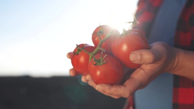 A man holding two tomatoes. Organic fresh hands harvesting tomatoes in a farm. Organic ripe vegetables produced in red agriculture. A man lifestyle grasping two tomatoes.