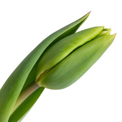 Obraz premium Tulip flower bud green closed spring floral plant isolated on transparent background cutout