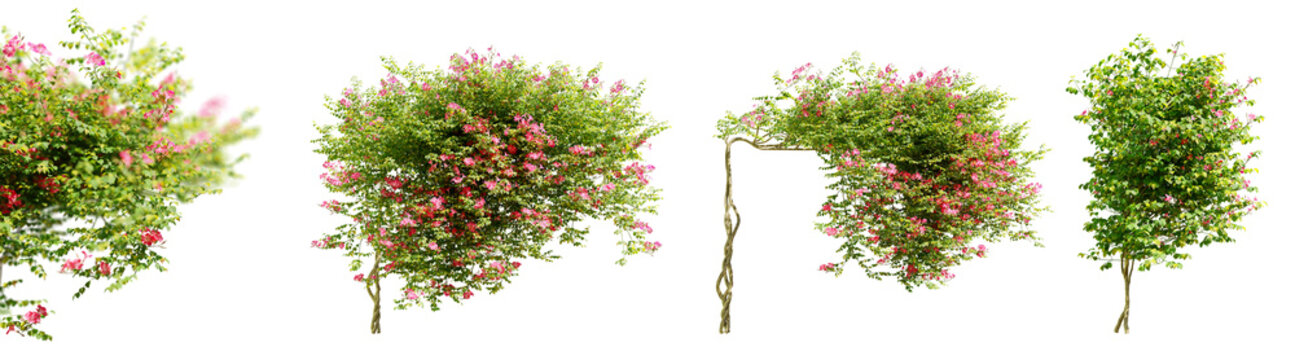 Set of campsis grandiflora flower plants, isolated on transparent background with selective focus close-up. 3D render.