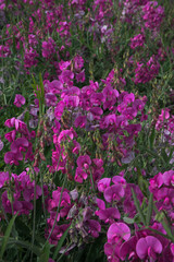 Obraz premium Parterre de pois de senteur rose fleuri (Lathyrus latifolius L.)