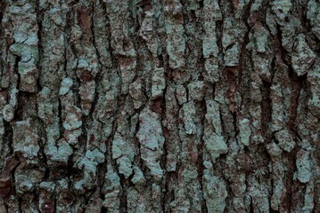 texture d'&eacute;corce de pin en plan rapproch&eacute;, dans des tons marron et vert