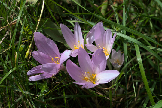 Fleur de colchique d'automne rose dans l'herbe (Colchicum autumnale L.)
