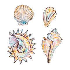 Obraz premium Watercolor seashells set, underwater animals and floral ocean.