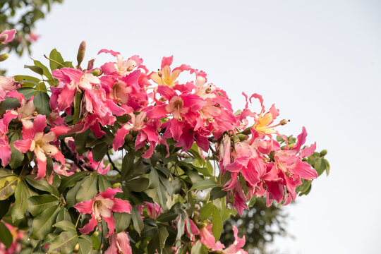 Beautiful Silk floss tree (ceiba speciosa) flowers.