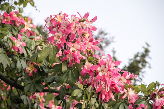 Beautiful Silk floss tree (ceiba speciosa) flowers.