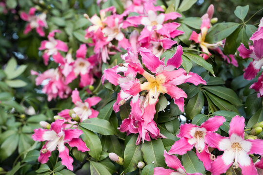 Beautiful Silk floss tree (ceiba speciosa) flowers.