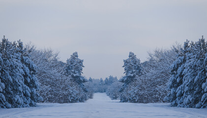 winter fir tree forest in snow under blue cloudy sky, seasonal outdoor scene