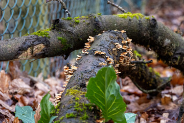 Decaying Tree Trunk Covered with Moss and Bracket Fungi