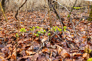 Winter Aconite Flowers Blooming Among Fallen Forest Leaves