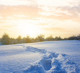 snowbound winter fir tree forest  at the sunset, seasonal outdoor evening scene