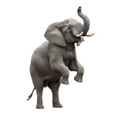 Fototapeta premium Gray elephant lifting trunk in celebration isolated on white background 3D render wildlife animal