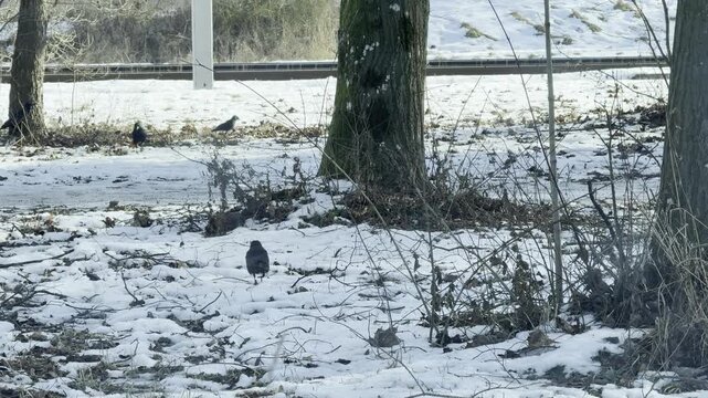 black crows running around near street