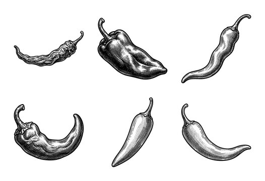 Set of six hand drawn chili pepper illustrations in a vintage monochrome woodcut engraving style.