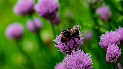 Bumblebee gathering nectar and pollen on purple wild onion flowers.