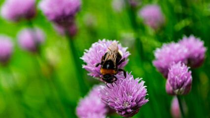 Bumblebee gathering nectar and pollen on purple wild onion flowers.