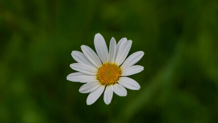 White daisy flower on blurred green meadow background.