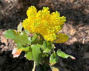 Mahonia aquifolium yellow flowering plant.
