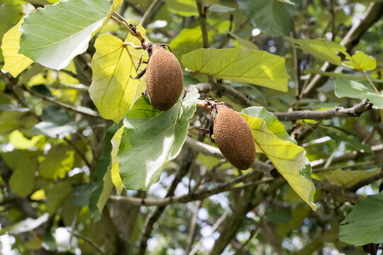 The Dinner Plate Tree (pterospermum acerifolium) fruits.