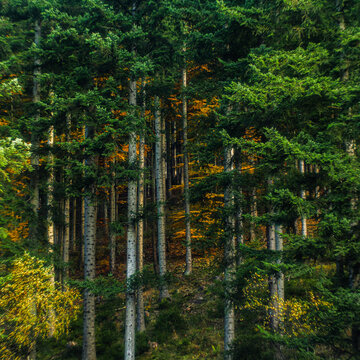 Polskie G&oacute;ry - Beskidy