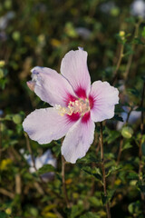 Fototapeta premium Beautiful Rose of Sharon (Hibiscus syriacus) flower.
