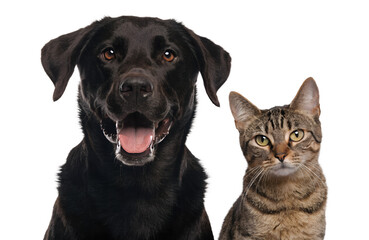 Fototapeta premium Close Portrait of Happy Golden Retriever and Tabby Cat on White Background