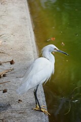 Fototapeta premium animal, nature, feathers, fauna, beak