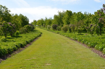 Arboretum Wojsławice w maju, nowa część, Polska © Ewa