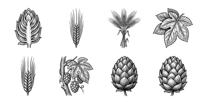 Vintage woodcut style collection of beer brewing ingredients featuring hops cones barley stalks and leaves