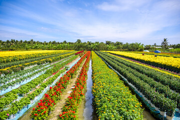 The landscape features fields of flowers in full bloom during the final days of the year in Tien Giang province, Vietnam.